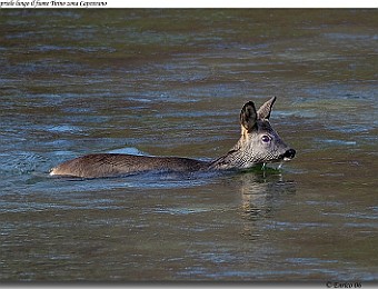Animali 021